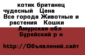 котик британец чудесный › Цена ­ 12 000 - Все города Животные и растения » Кошки   . Амурская обл.,Бурейский р-н